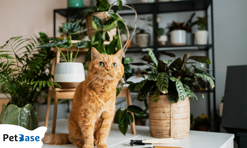 Rode kat tussen kamerplanten die mogelijk giftig zijn voor katten
