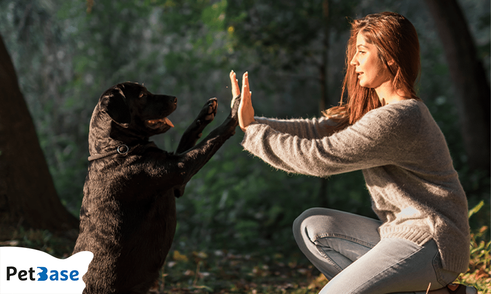 Vrouw speelt met zwarte hond in het bos, hond snuffelt en leert commando’s.