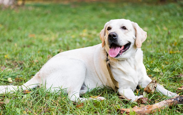 Waarom honden hun kop schuin houden