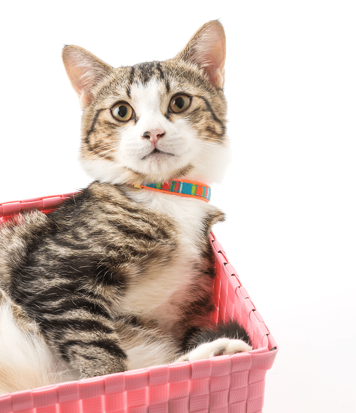 Kat in mandje binnen om risico op vogelgriep te verkleinen