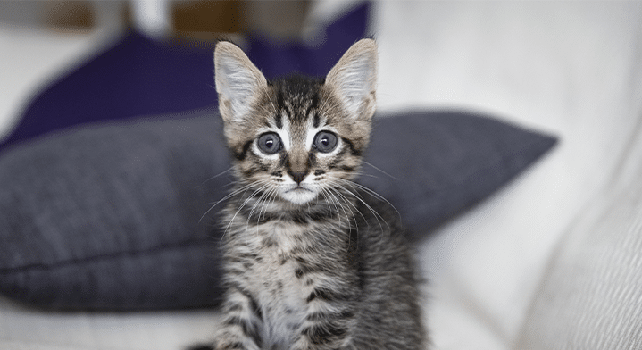 Alt tag: Jong kitten zittend op de bank binnenshuis ter bescherming tegen vogelgriep