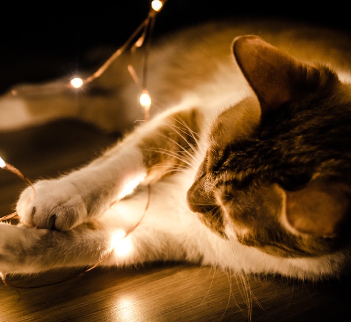 kerst met katten