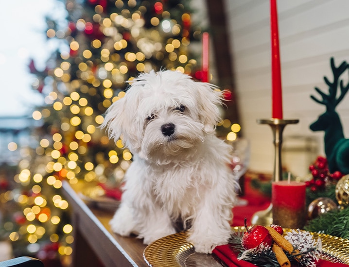 kerst met honden