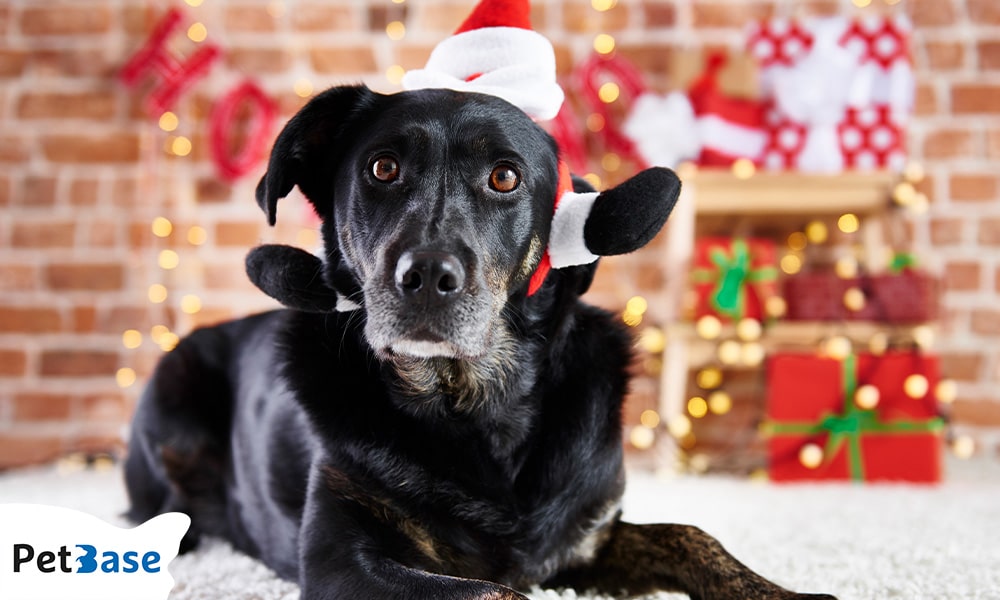 kerst met huisdieren