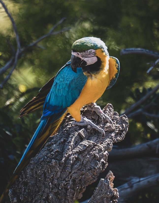 Blauw gele papegaai zit op een boomstronk in het bos