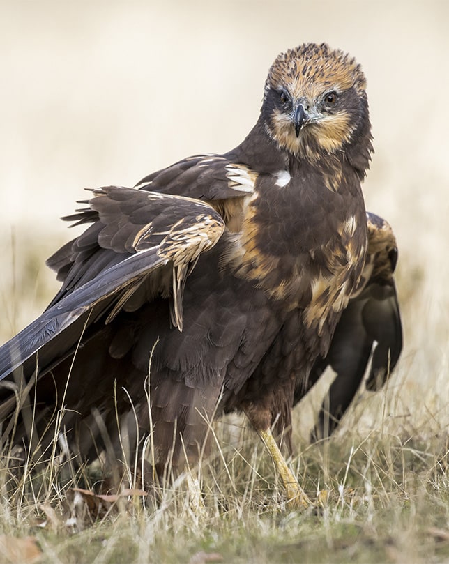 Jonge roofvogel met bruine veren staat op de grond in een natuurlijke omgeving