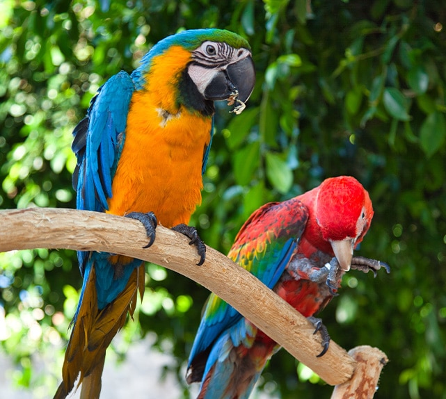 Twee kleurrijke ara papegaaien zitten samen op een boomtak in een groene omgeving