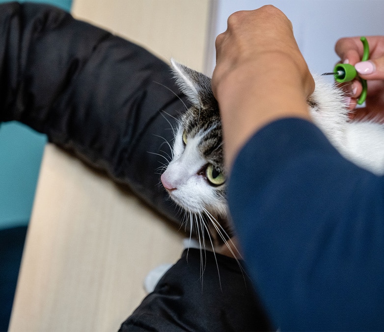 chipplicht katten 2027