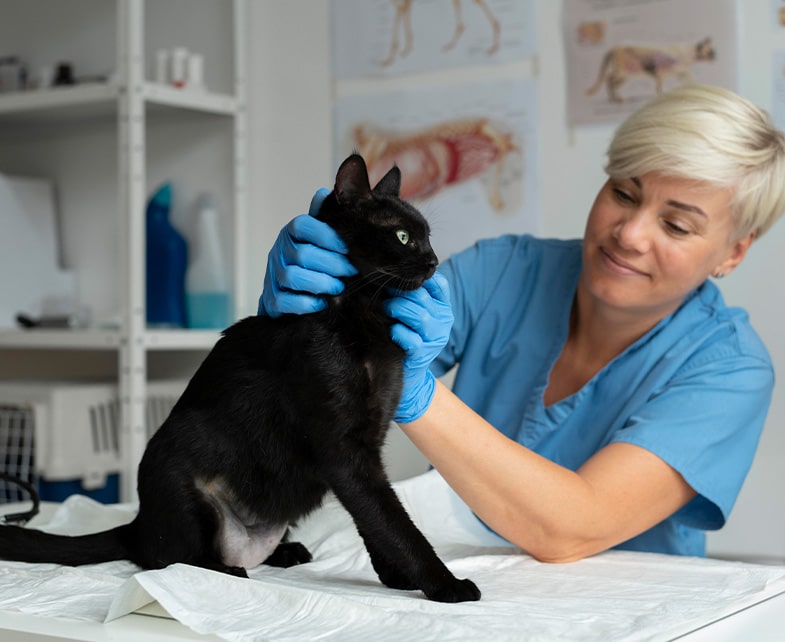 Kat controle dierenarts PetBase registratie