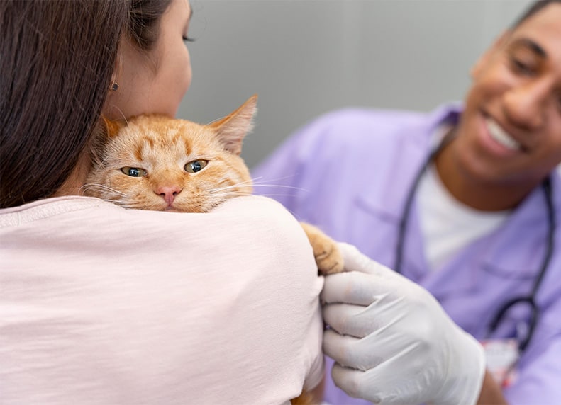 kat controle dierenarts PetBase chipregistratie