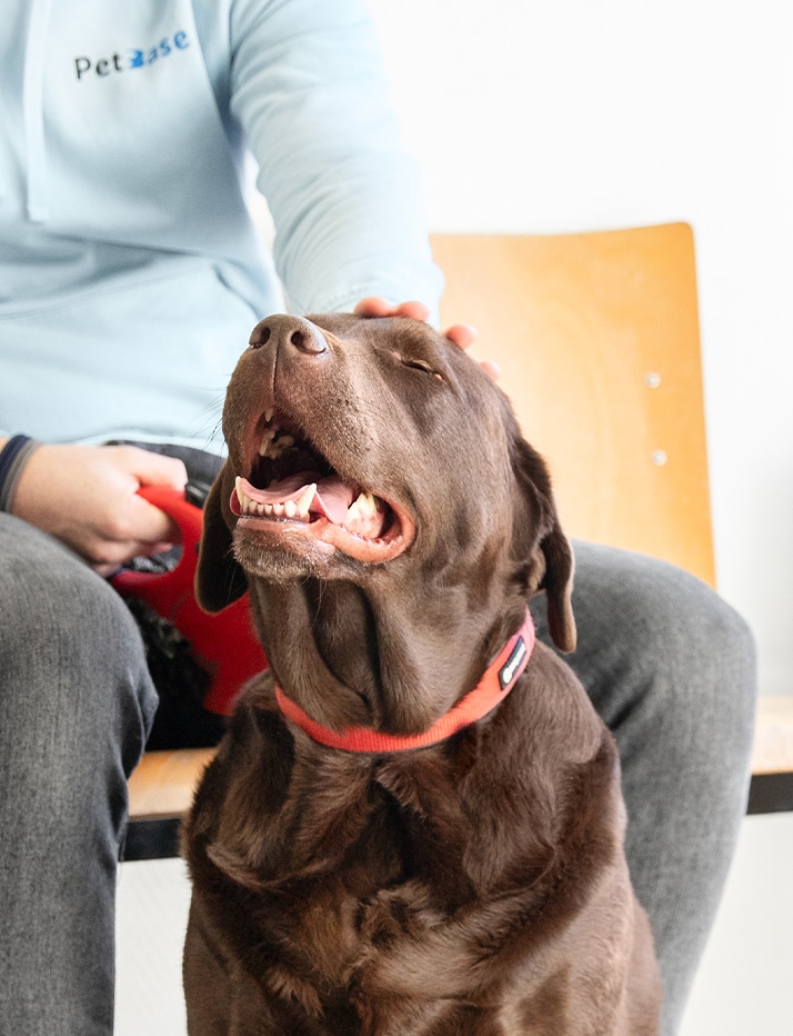 Regels reizen met je hond naar Engeland
