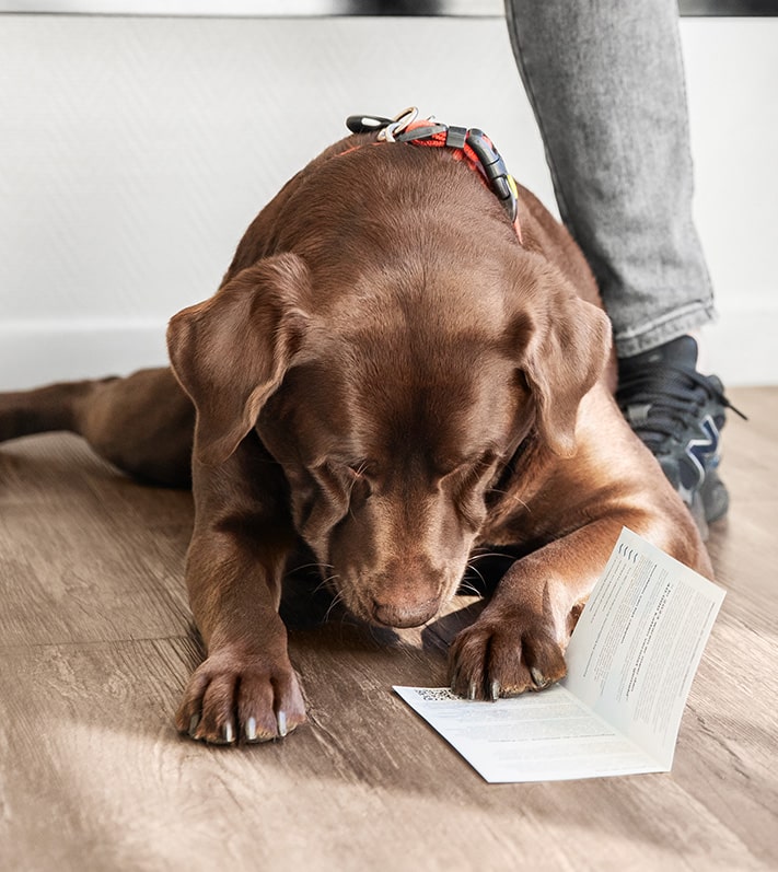 Regels reizen met je hond naar Engeland